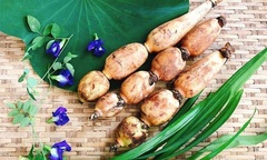Thứ củ mọc dưới bùn  "tròn trịa ", dài cả mét, giá cao nhưng vẫn hút khách mua