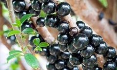 Tròn mắt loại nho quả mọc chi chít trên thân, gây  "sốt " cõi mạng, ai cũng muốn  "tậu " về nhà
