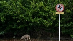 Người đàn ông bị bạn bắn tử vong vì nhầm tưởng là lợn rừng khi đi săn ở Malaysia