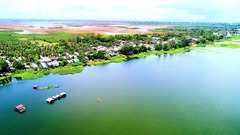 Về búng Bình Thiên ngắm bông nhút rực rỡ mùa nước nổi