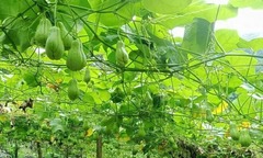 Cây mọc hoang đầy hàng rào ngày xưa, giờ là  "vàng xanh " quý hiếm, chế biến được ti tỉ món ngon