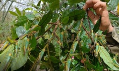 Tin tức thời sự hôm nay (8/6): Châu chấu  "đổ bộ " bất thường ở Quảng Bình 