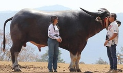 Cận cảnh trâu nước cao tới 1,85 mét như trong truyện thần thoại bước ra giữa đời thực