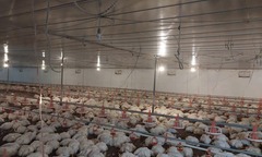 Nghệ An: Hơn 10.000 con gà sắp xuất bán chết ngạt do chập điện