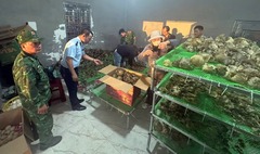 Phát hiện 191kg da cá nóc sấy khô không rõ nguồn gốc ở Quảng Ninh