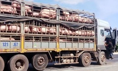 Vi phạm quy định về vận chuyển động vật, thực phẩm tươi sống bị xử lý ra sao?