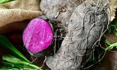 Món ăn nhà nghèo  "chán chê " nay hóa đặc sản phố thị, giá 70.000 đồng/kg, còn  "đại bổ " sức khỏe
