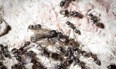 Chuyên gia cảnh báo nóng về loài kiến  "siêu báo thủ " có khả năng cắn đứt dây điện, dây internet tại châu Âu