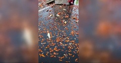 Clip: Ngỡ ngàng cảnh hàng nghìn con cá vàng  "bơi " trên đường sau vụ lật xe