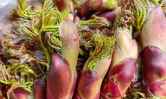  "Vua rau dại " xưa không ai ngó nay thành đặc sản  "hái ra tiền " giá 400.000 đồng/kg