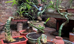 Choáng: Gốc tre bờ rào giá vài chục nghìn được  "phù phép " thành bonsai trăm triệu, đại gia xếp hàng săn lùng