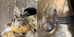 Clip: Đang ăn bánh, người phụ nữ  "té ngửa " vì phát hiện thứ kinh hoàng