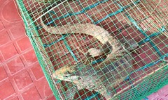 Phát hiện con vật  "lạ " nặng 1,7 kg, đuôi rất dài, người đàn ông bắt nhốt vào lồng, bàn giao cho cơ quan chức năng