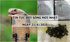 Tin tức đời sống 21/6: Gần 400 viên sỏi nằm dày đặc bên trong túi mật của người phụ nữ