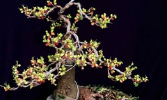 Độc đáo loại cây ăn quả mọc dại nay thành bonsai quý, tạo hình  "rồng bay, phượng múa ", giá chục triệu vẫn cháy hàng
