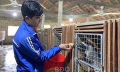 Bỏ việc lương cao về quê nuôi con vật