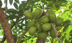  "Nhân sâm, thuốc bổ " hái từ trên cây, giá 300.000 đồng/kg đang gây sốt mùa hè