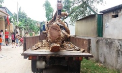 Vụ trộm cắp hy hữu: Liều lĩnh thuê xe cẩu, trộm cây mít