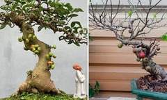 Bất ngờ với loại cây mọc dại ven bờ ao nay  "lên đời " thành  "báu vật đắt giá ", có cây 10 tỷ đồng