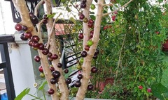 Độc lạ  "cây ma thuật " cho quả đen sì từ gốc đến ngọn, giá cả chục triệu vẫn được cho là xứng đáng