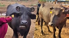 Hé lộ lý do đại gia chi 430 triệu đồng để sở hữu con trâu  "độc nhất vô nhị "