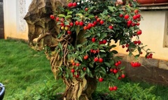 Bất ngờ với loại cây ăn quả tầm thường nay  "lên đời " thành bonsai đẹp mắt, giá trị  "khủng " ngang chiếc ô tô