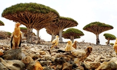  "Kỳ hoa dị thảo " tại hòn đảo độc lạ nhất hành tinh, không khác gì phim viễn tưởng