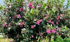 Loại cây mọc đầy ở trên rừng nay lên chậu thành bonsai độc lạ, có cây 40 triệu đồng