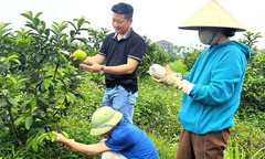  "Cất bằng " đại học, 9X Hà Tĩnh đầu tư 2 tỷ ra đất hoang trồng ổi, thu nửa tỷ/vụ khiến ai cũng choáng