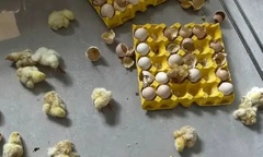 Clip: Đi vắng 2 ngày, cảnh tượng trong nhà khiến cô gái  "đứng hình "