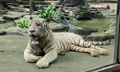 Hổ trắng Bengal tên Ngộ Không ở Thảo Cầm Viên chết vì bệnh nặng