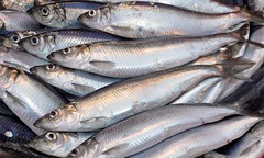 Loại cá ngọt thịt, ít xương, đi chợ sớm mới có để mua