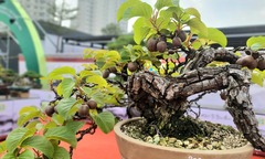 Loại cây mang tên loài chim lên chậu thành bonsai độc đáo, giới chơi cây mê mẩn săn tìm