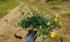 Cây hoa dại mọc ven đường không ai ngó, lên chậu thành bonsai đắt giá
