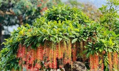 Loại cây mọc dại tỏa hương thơm đặc biệt lên chậu thành  "siêu cây đắt giá ", có cây được định giá đến 120 tỷ