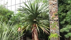 Những người thuộc mệnh này trồng cây Đại Lộc như  "Hổ mọc thêm cánh "