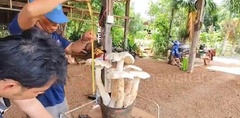 Clip: Người đàn ông sửng sốt khi phát hiện cụm nấm khổng lồ mọc trên ruộng ngô
