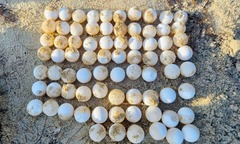 Con vật  "không răng ", nằm trong sách Đỏ Việt Nam bất ngờ đẻ 112 quả trứng trên bãi biển lúc nửa đêm