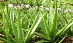 Có nên trồng cây Lô Hội, Nha Đam trước cửa nhà không?