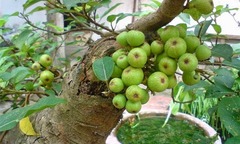 Cây sung nên trồng trước cổng hay phía sau nhà thì hợp phong thủy?