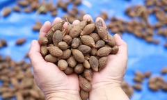 Người dân Đà Nẵng háo hức nhặt  "thảo dược quý trời ban " ví như  "yến sào của núi rừng ", bán giá 500.000 đồng/kg