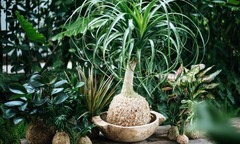 Ý nghĩa phong thủy của cây lan bình rượu