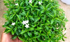 Cây mai vạn phúc trồng trong nhà được không?