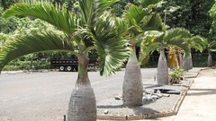 Cây cau hương (cau lùn) thích hợp trồng ở đâu?
