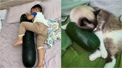 Cẩn trọng với trào lưu  "ôm bí đao đi ngủ ": Lời khuyên từ chuyên gia