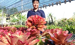 Gác bằng kỹ sư, 9X điển trai về quê trồng loài cây  "độc lạ " không cần đất, xây  "vương quốc " 5.000m2 gây choáng