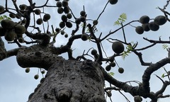 Loại cây có nhiều ở vườn quê lên chậu thành  "siêu bonsai " đắt giá, có cây được trả giá 500 triệu đồng