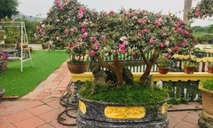 Loài cây  "đi vào thơ ca " lên chậu thành bonsai  "vạn người mê ", có cây giá hàng chục triệu