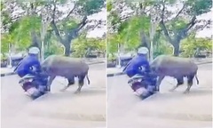 Clip: Kinh hãi cảnh trâu  "điên " xông ra đường, húc gãy xương sườn người phụ nữ ở Thanh Hóa