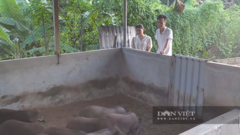 Cất bằng kỹ sư IT về quê chăn lợn, trai Thái Nguyên bị cả làng chê  "gàn dở " và cái kết choáng váng